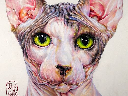 彩铅练习《无毛猫》