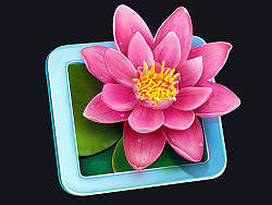 临摹练习——莲花