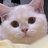 画师茄茄的头像