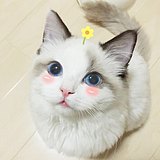 安静点气球的头像