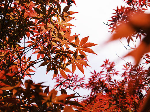 躲在枫中，听秋风声，看丰年。（个人主页-ZNTQ5NjUxNDQ=） - 风光摄影 - 站酷设计师NINM原创素材 - 站酷ZCOOL