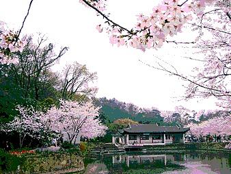 桃花飘落图片（个人主页-ZMTYzNzc0MTY=） - 其他平面 - 站酷设计师敦敦piapia原创素材 - 站酷ZCOOL