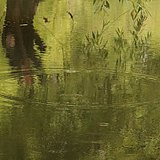 wildwind的头像