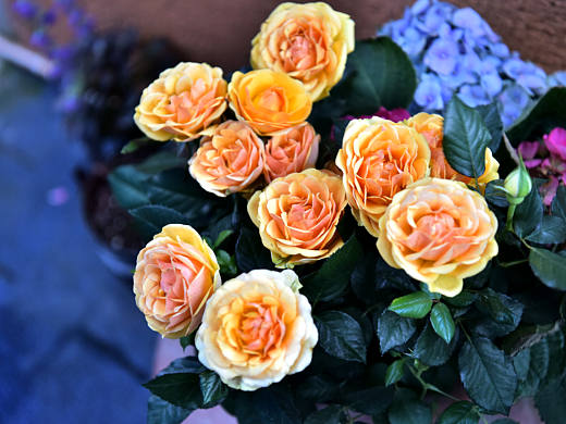 花拾（个人主页-ZMzQ4OTkwODQ=） - 风光摄影 - 站酷设计师风语战士李昆原创素材 - 站酷ZCOOL