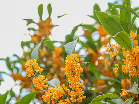 满城尽带桂花香。（个人主页-ZMTg2MDUzMzY=） - 产品摄影 - 站酷设计师阳先森原创素材 - 站酷ZCOOL