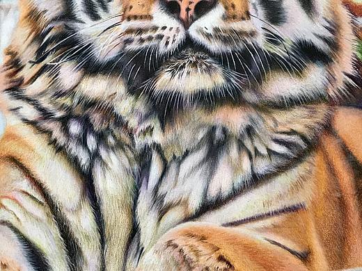 彩铅动物系列之-东北虎2、霹雳马偏写实风格