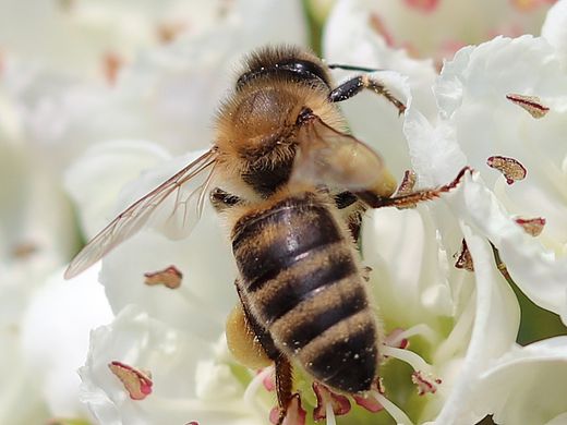 小蜜蜂和它的后花园
