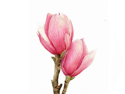 彩铅画—一枝玉兰
