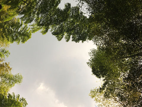 茶山竹海