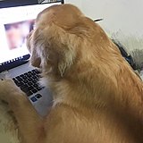 想蕾阿的头像