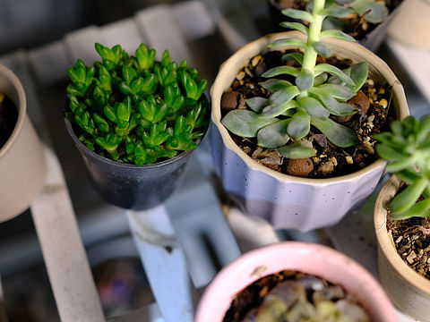 多肉植物