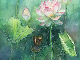 水彩插畫(huà)作品（清音）