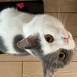 derder羊的头像
