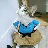 猫小桐的头像
