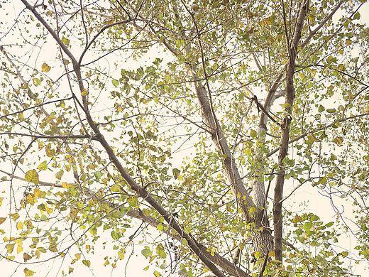 winter（个人主页-ZMTQyNTA2NTI=） - 其他摄影 - 站酷设计师adameve原创素材 - 站酷ZCOOL