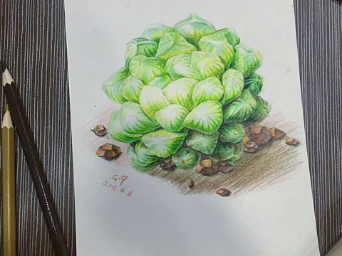 多肉