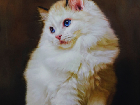 彩铅画- 猫