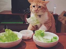 吃素，养生