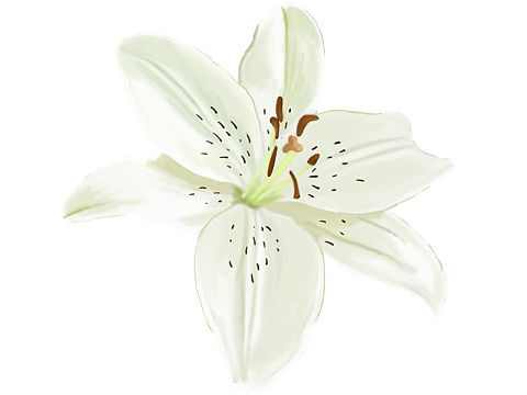 手绘百合花