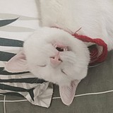 画画的凉糕的头像