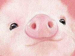 墙蛙★萌宠装饰插画