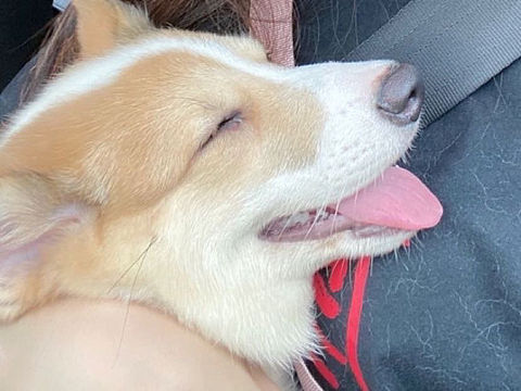 愛笑的嘟嘟（個人主頁-ZNDY1ODI2MjQ=） - 寵物攝影 - 站酷設計師陳麗霆原創(chuàng)素材 - 站酷ZCOOL