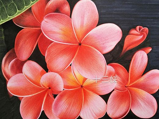 彩铅画鸡蛋花
