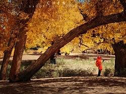 黄色的树（个人主页-ZMTg4MTU5Ng==） - 风光摄影 - 站酷设计师chen包谷原创素材 - 站酷ZCOOL