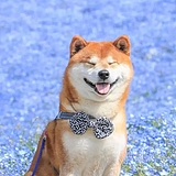 光光的阳光世界的头像