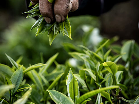 之前拍的一些静物作品