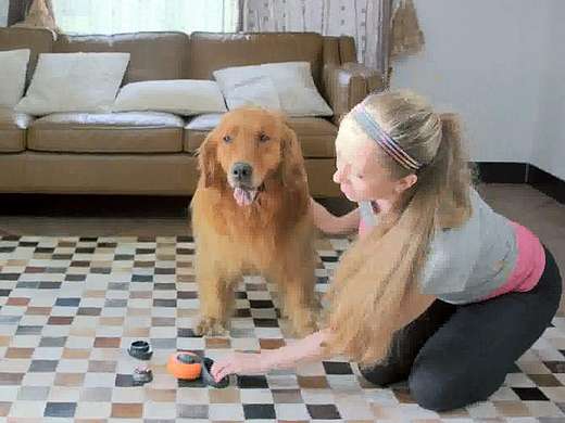 宠物用品宣传片