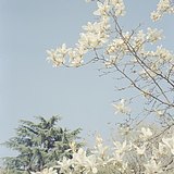 芬梨道上的头像