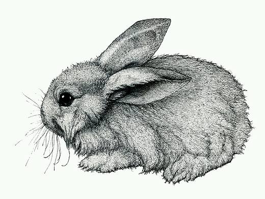 us，温和动物系列，硬笔手绘