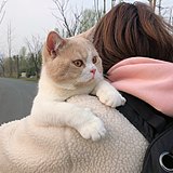 穿西装的猫zw的头像
