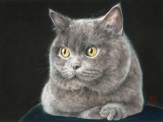 彩鉛英短—Rinka謹制（個人主頁-ZMzMxOTY5MTI=） - 繪畫 - 站酷設計師Rinka謹制原創(chuàng)素材 - 站酷ZCOOL