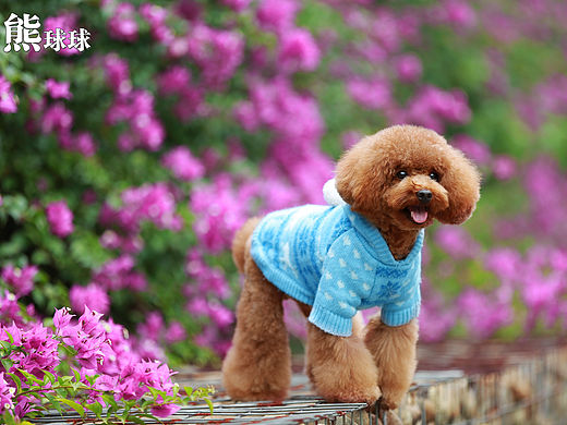 花美狗系列可爱小贵宾（个人主页-ZMTQzNzQ4ODg=） - 宠物摄影 - 站酷设计师熊球球原创素材 - 站酷ZCOOL