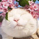 黄沉没的头像