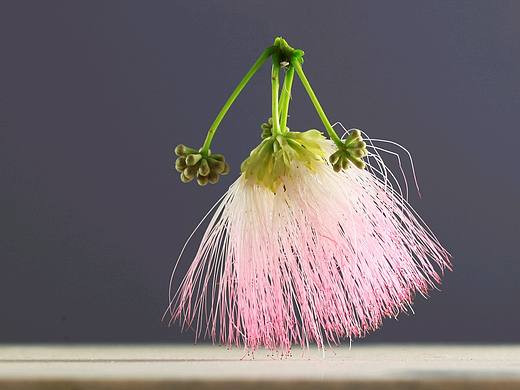 Ms.美美的合歡花裙（個(gè)人主頁-ZMzg3NjY3NzI=） - 修圖/后期 - 站酷設(shè)計(jì)師短路的豆腐腦原創(chuàng)素材 - 站酷ZCOOL