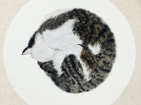 晒猫
