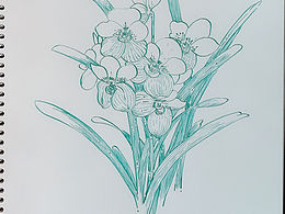 鋼筆速寫蘭花