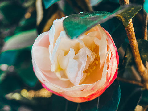 小区的那些花儿