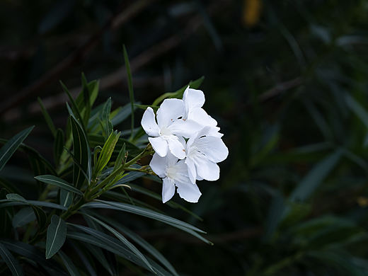 夹竹桃