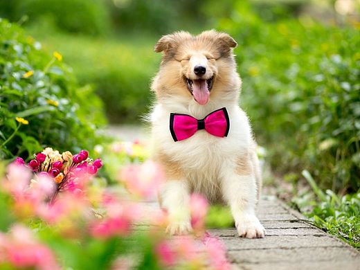 花丛中的小精灵