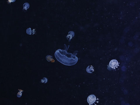 【摄影作品】星空中起舞