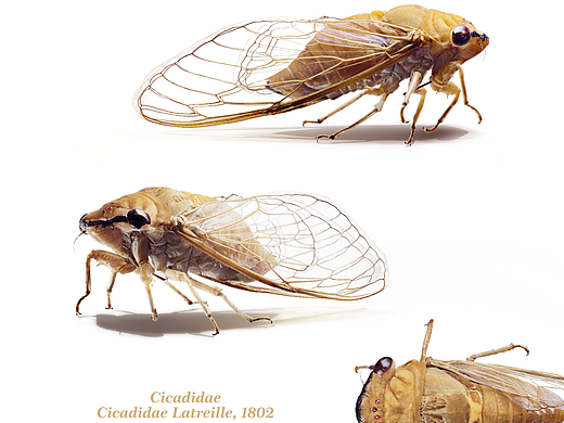 昆虫之美®蝉  Cicadidae Cicadidae Latreille, 1802 