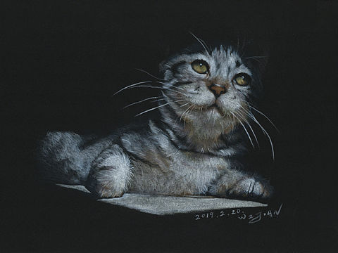 猫咪彩铅手绘