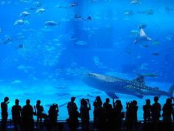 Roywang作品&nbsp;冲绳美の海洋水族馆&nbsp;