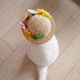 鹏程捉妖师的头像