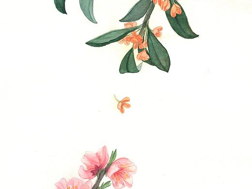 花（个人主页-ZMzE2Mzg5MDg=） - 创作习作 - 站酷设计师非鱼君原创素材 - 站酷ZCOOL