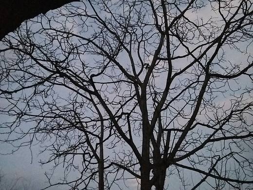 老家門前那棵樹（個人主頁-ZMTU5Mzk0NTI=） - 風光攝影 - 站酷設(shè)計師董洪波原創(chuàng)素材 - 站酷ZCOOL